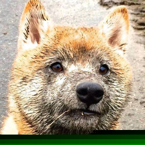 新编世界足球教科书,阿尔瓦雷斯完美章节与摩洛哥的团队教案