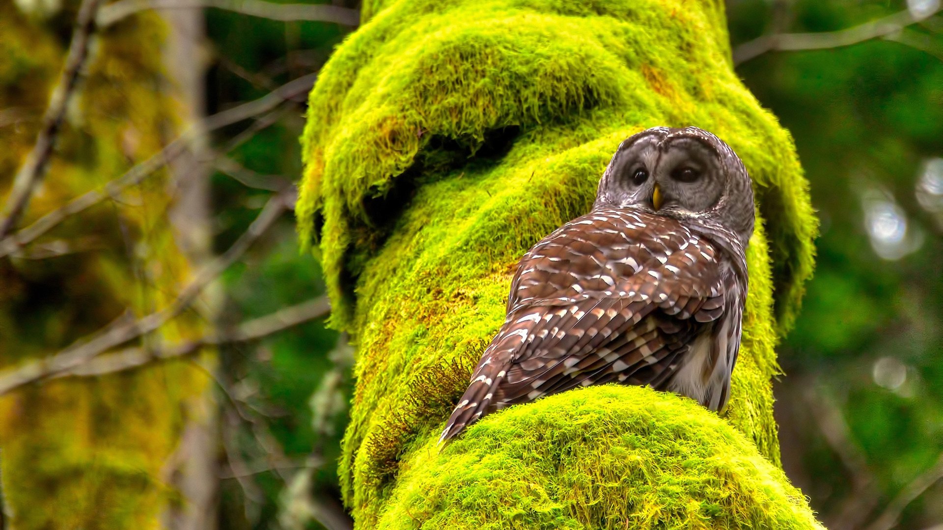 戈贝尔主场惨遭深圳队铁蹄碾压,究竟谁才是真正森林之王?