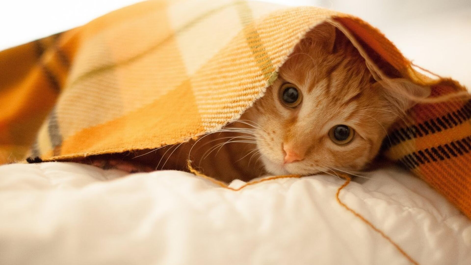 范弗利特末节狂飙20分，魔术冰火战术窒息新疆，淘汰赛惊险过关