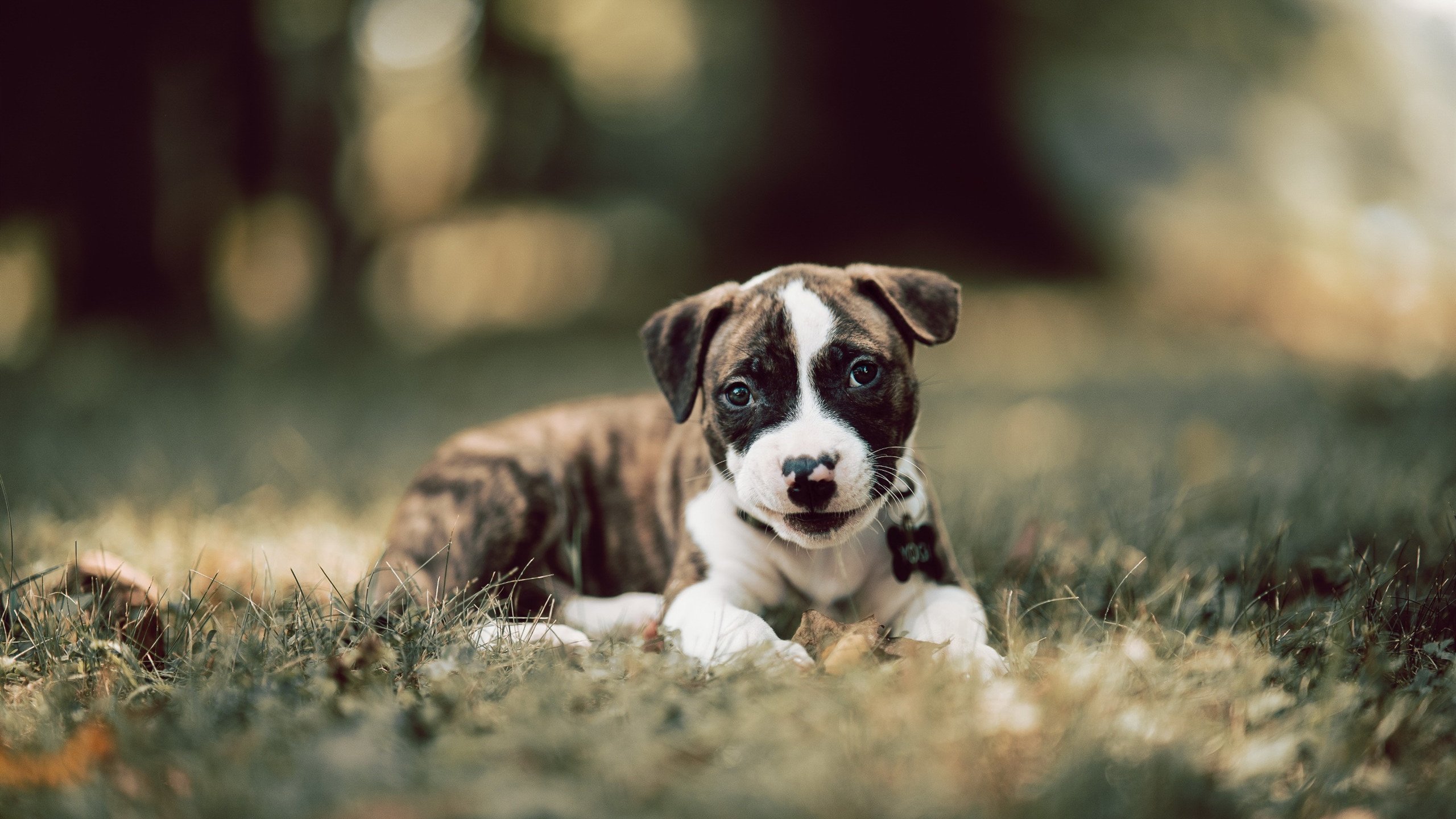 当日本纸灯笼遇上奥地利雪崩，库尔图瓦如何用数据冰封悬念