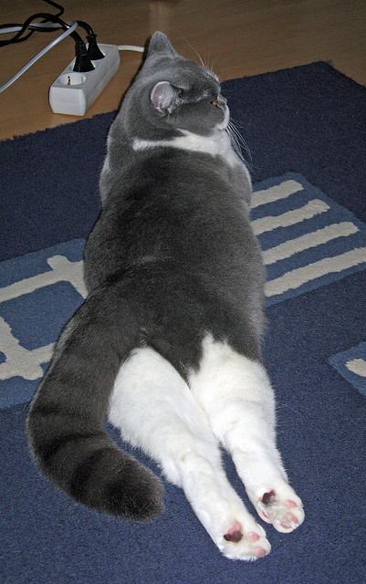 破壁时刻,恩比德欧冠称王与詹姆斯生死守护,体育精神的平行交响