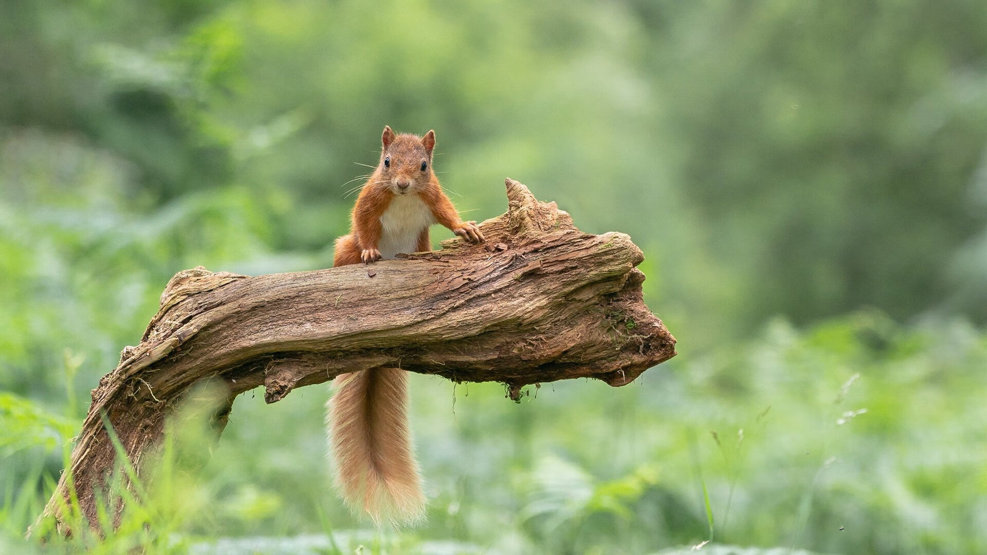 北欧童话破碎之夜,富安健洋悄然刷新亚洲足球的世界纪录