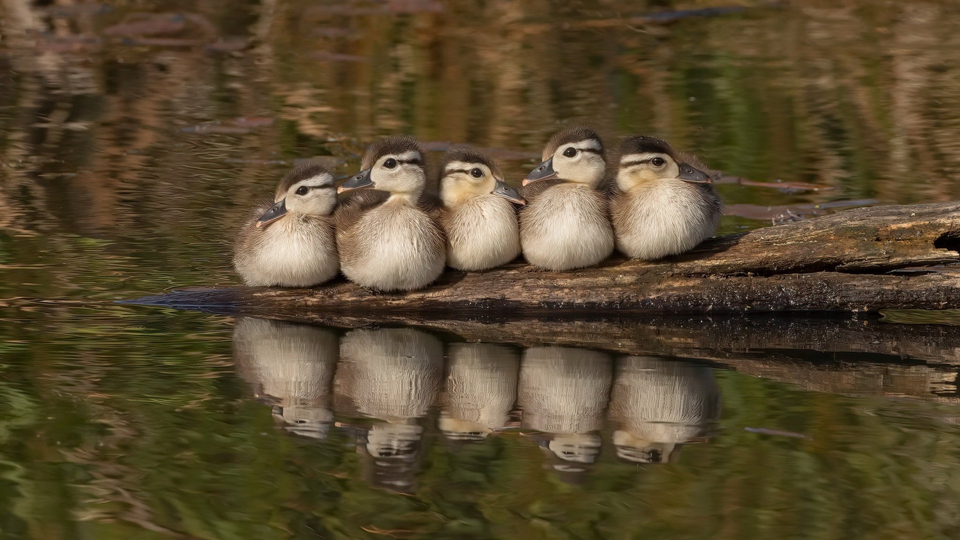 三分钟逆转与三秒绝望，当文班亚马让四十八分钟的比赛提前失去悬念