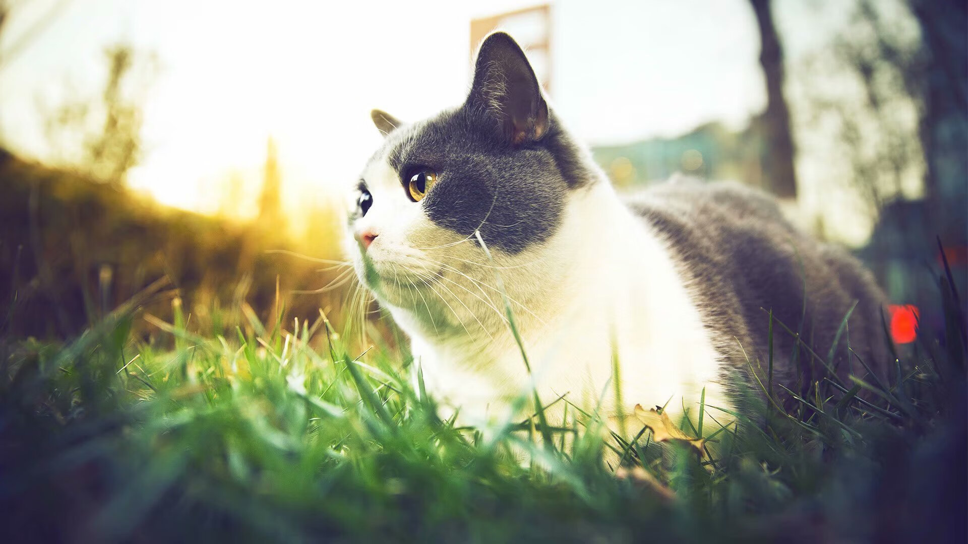 阿什拉夫教科书式发挥，伊拉克行云流水连续得分压制欧洲劲旅芬兰