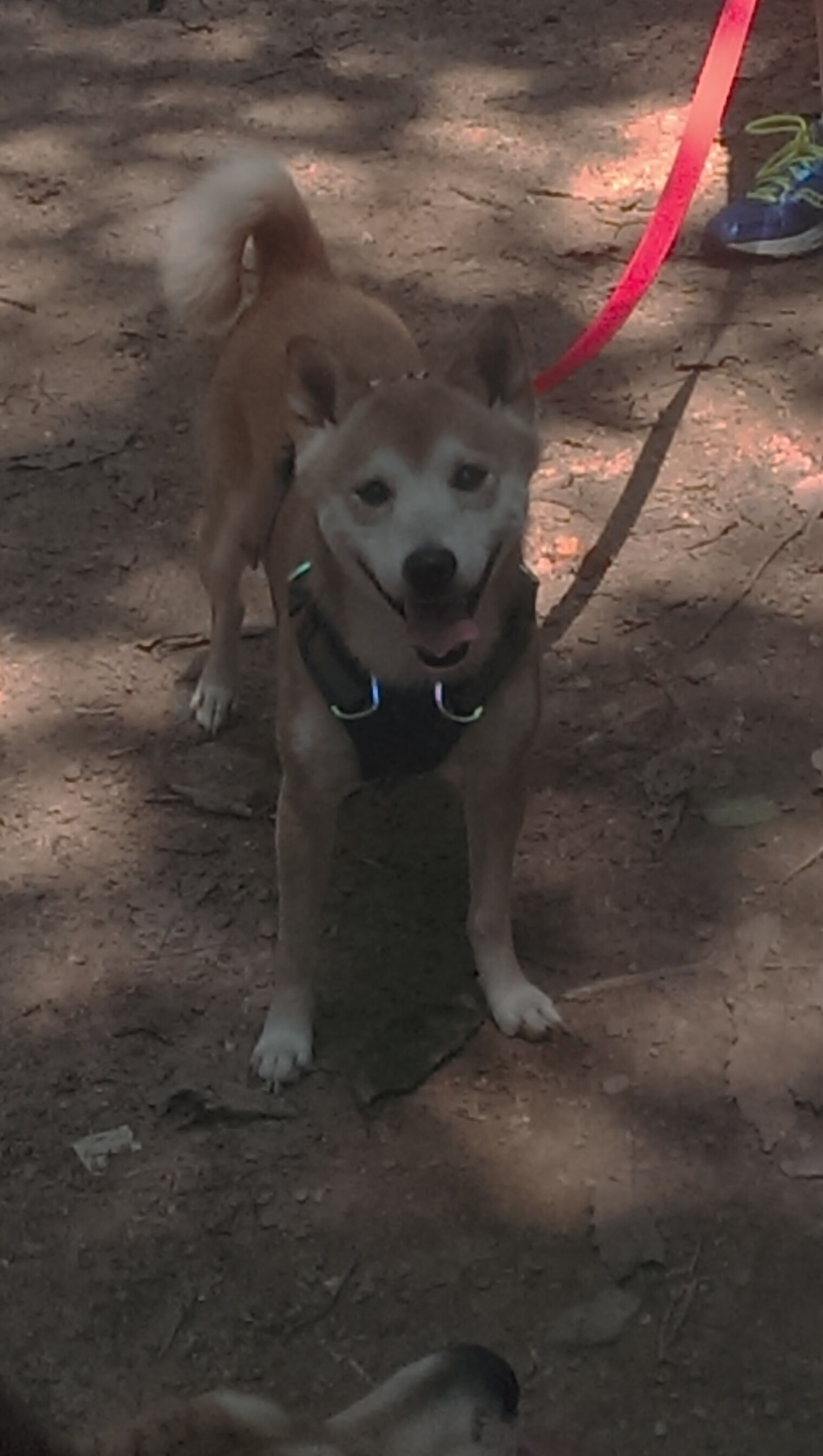 翡冷翠之魂，当莱奥的文艺复兴火焰熔断美式足球的钢铁链条