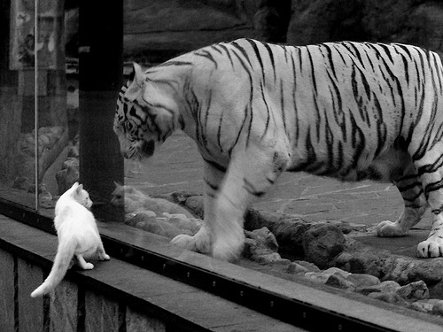 热火烧穿鹈鹕，而戈贝尔，那夜的关键先生！