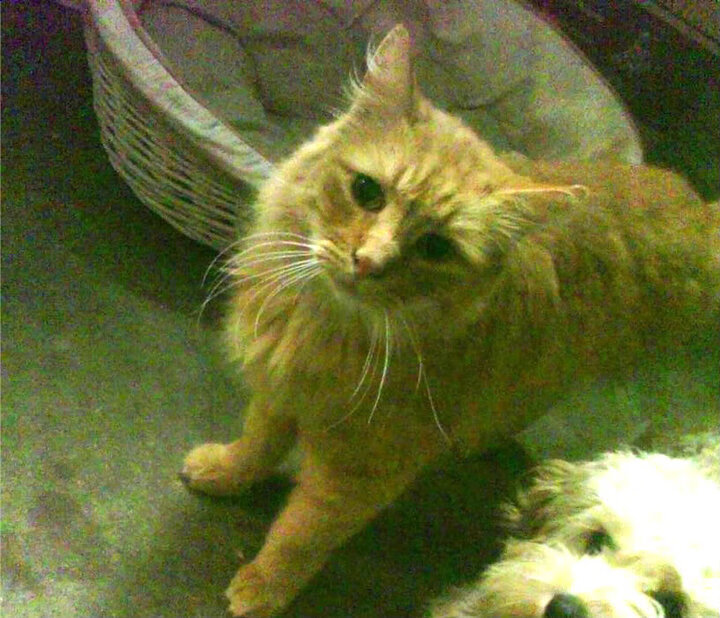 唯一之役,2026世界杯E组,瑞士以中场铁幕绞杀阿根廷,萨内致命一击书写孤本传奇